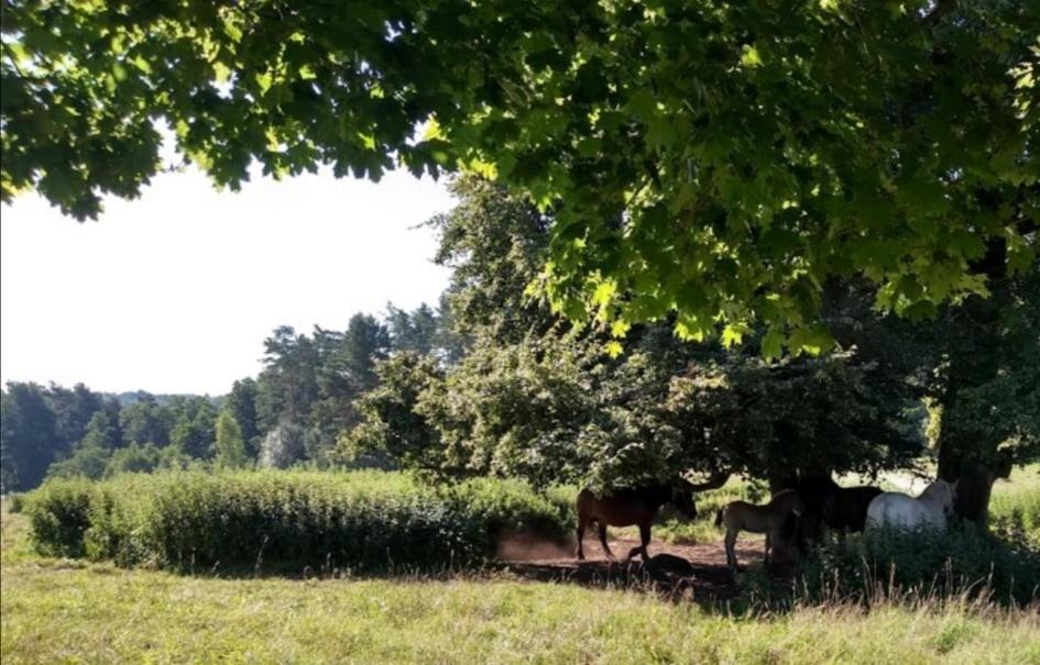Villa Zacisze Przy Lesie Ryn  Esterno foto